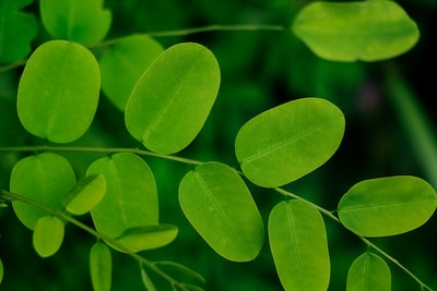 Que faut-il savoir sur le moringa ?