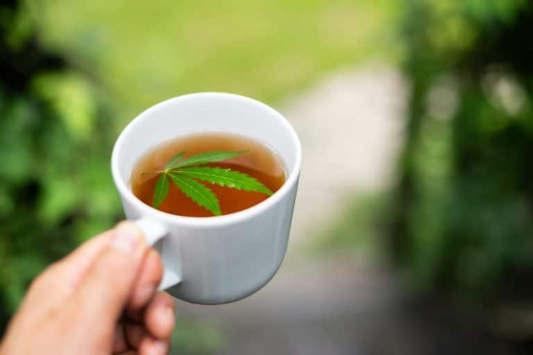 Le thé au chanvre : bienfaits antioxydants et santé